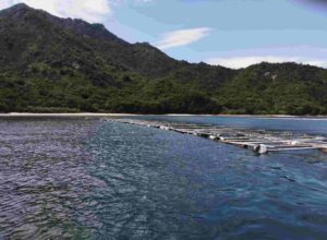 大黒神島沖に浮かぶ筏。水はとてもきれい