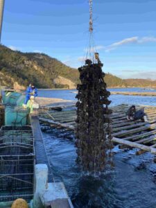 昨年の水揚げ。しっかりと成長し、クレーンで吊り上げ